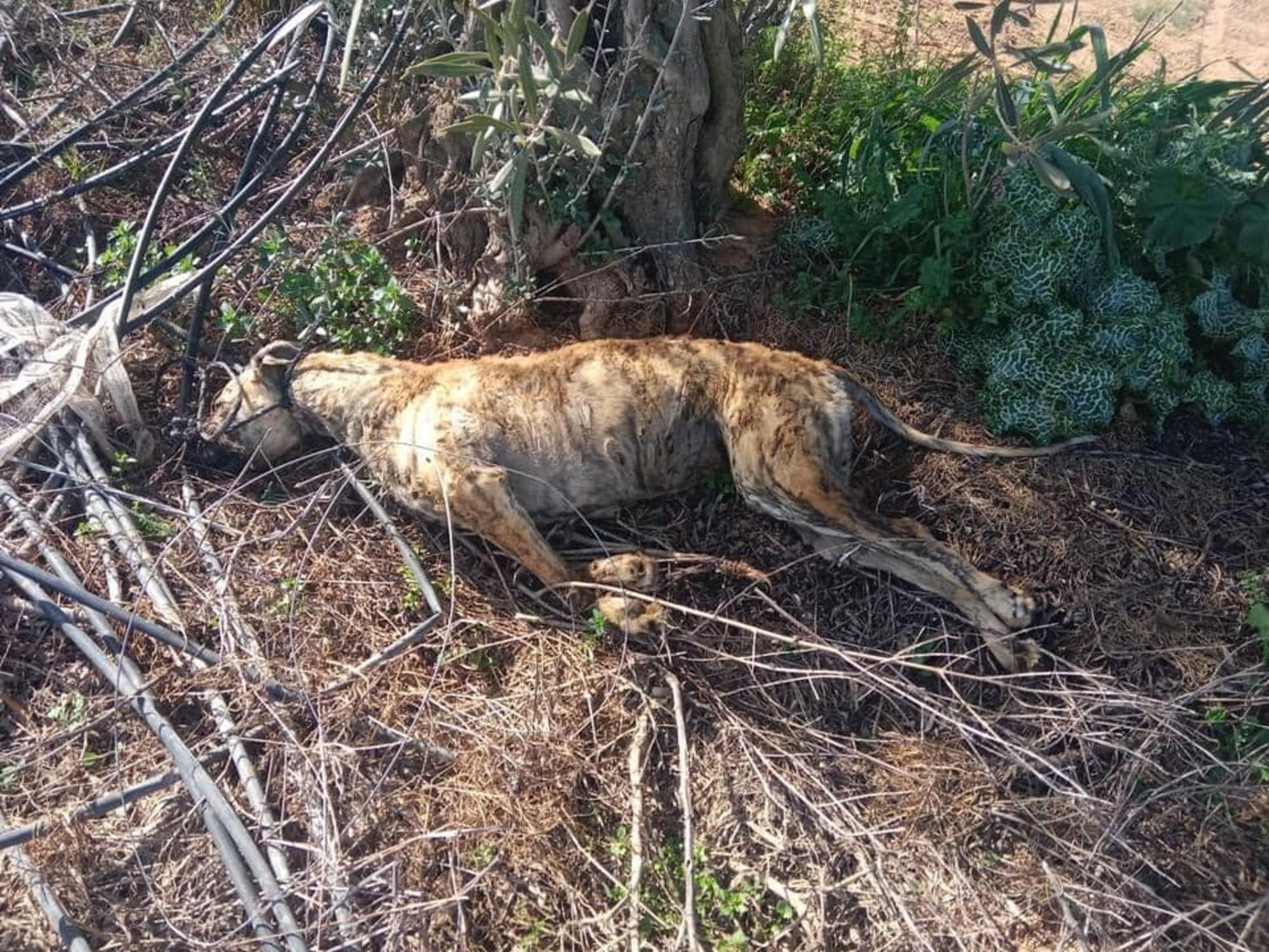 Muerto el perro